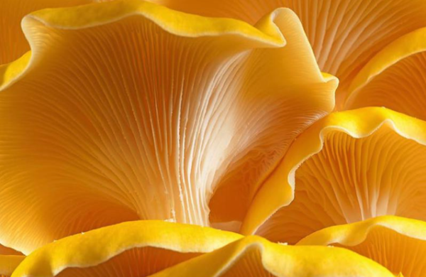 Yellow Oyster Genetics Culture