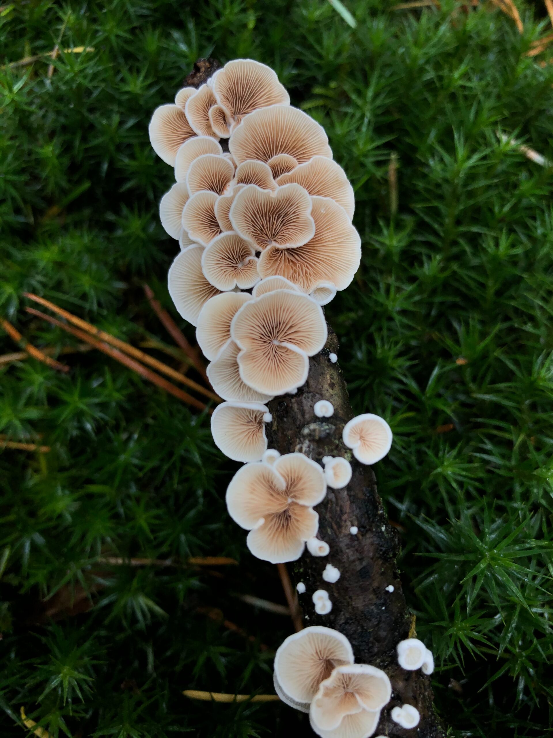 oyster mush