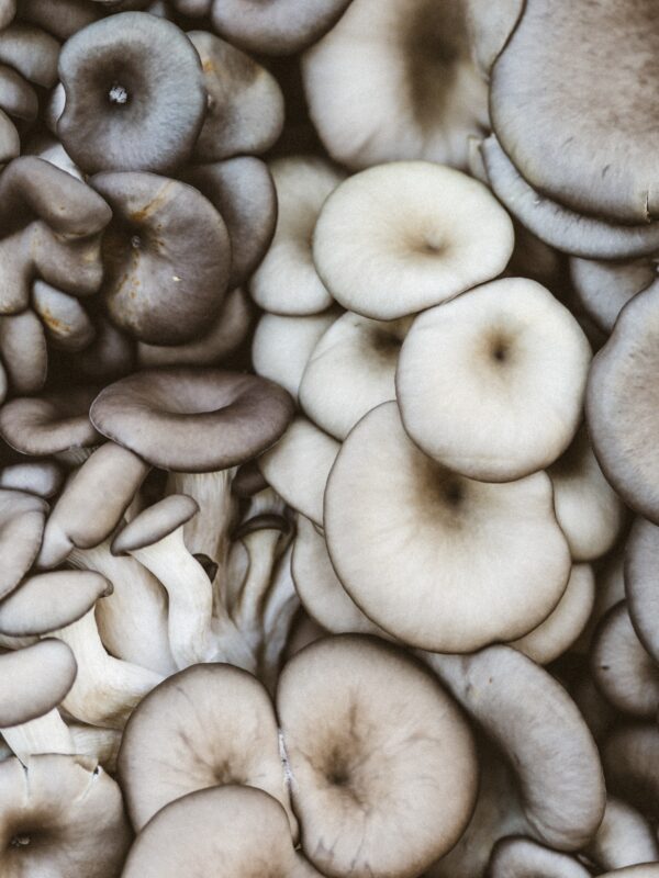Pearl Oyster Culture